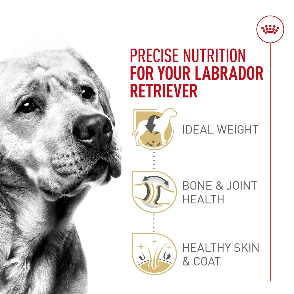 ROYAL CANIN croquette dans la main illustrant la taille adaptée au Labrador