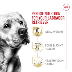 ROYAL CANIN croquette dans la main illustrant la taille adaptée au Labrador
