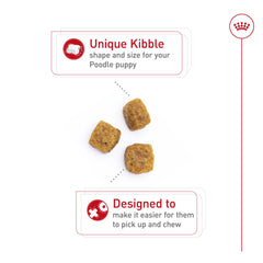 ROYAL CANIN gros plan sur la croquette montrant la texture et facilité de mastication
