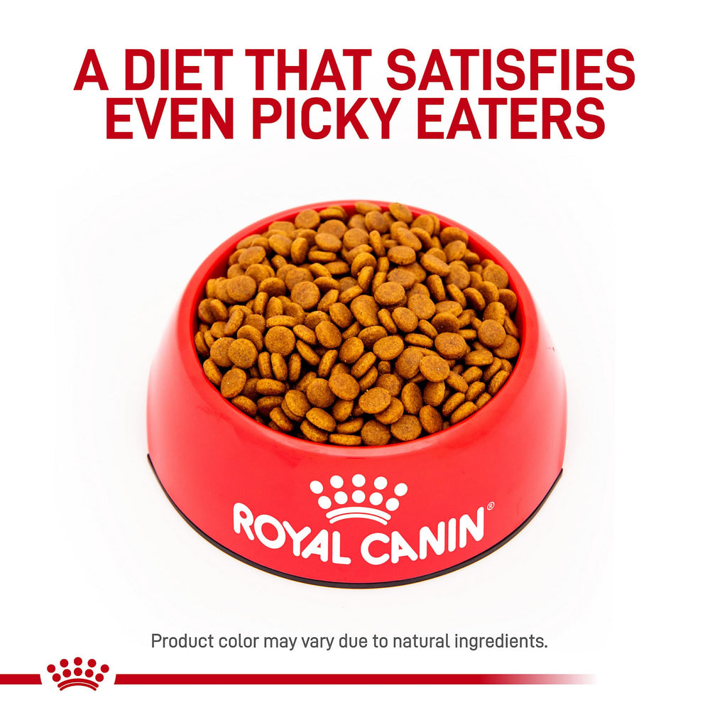 ROYAL CANIN gros plan sur la texture des croquettes pour meilleure appétence