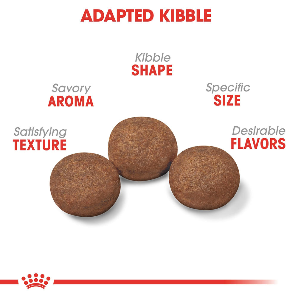 ROYAL CANIN gros plan croquette montrant la texture et bénéfice mastication