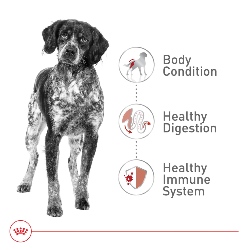 ROYAL CANIN gros plan sur croquette montrant la texture appétente et digestible