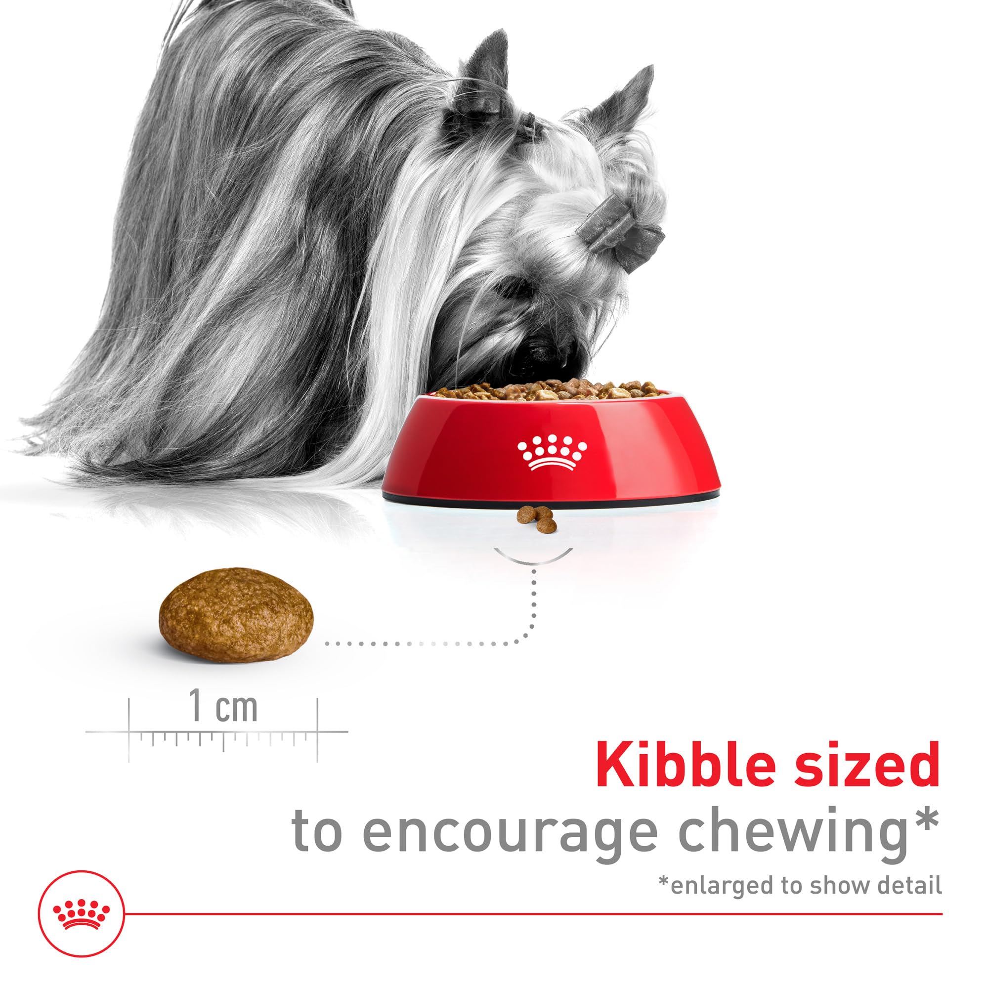 Royal Canin croquette dans une main pour taille et facilité de prise