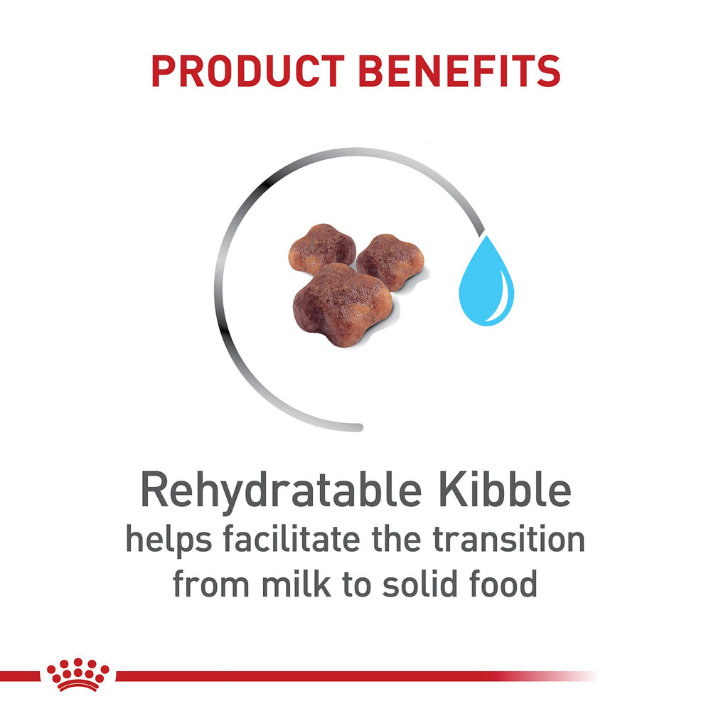ROYAL CANIN croquette réhydratée montrant texture adaptée pour transition