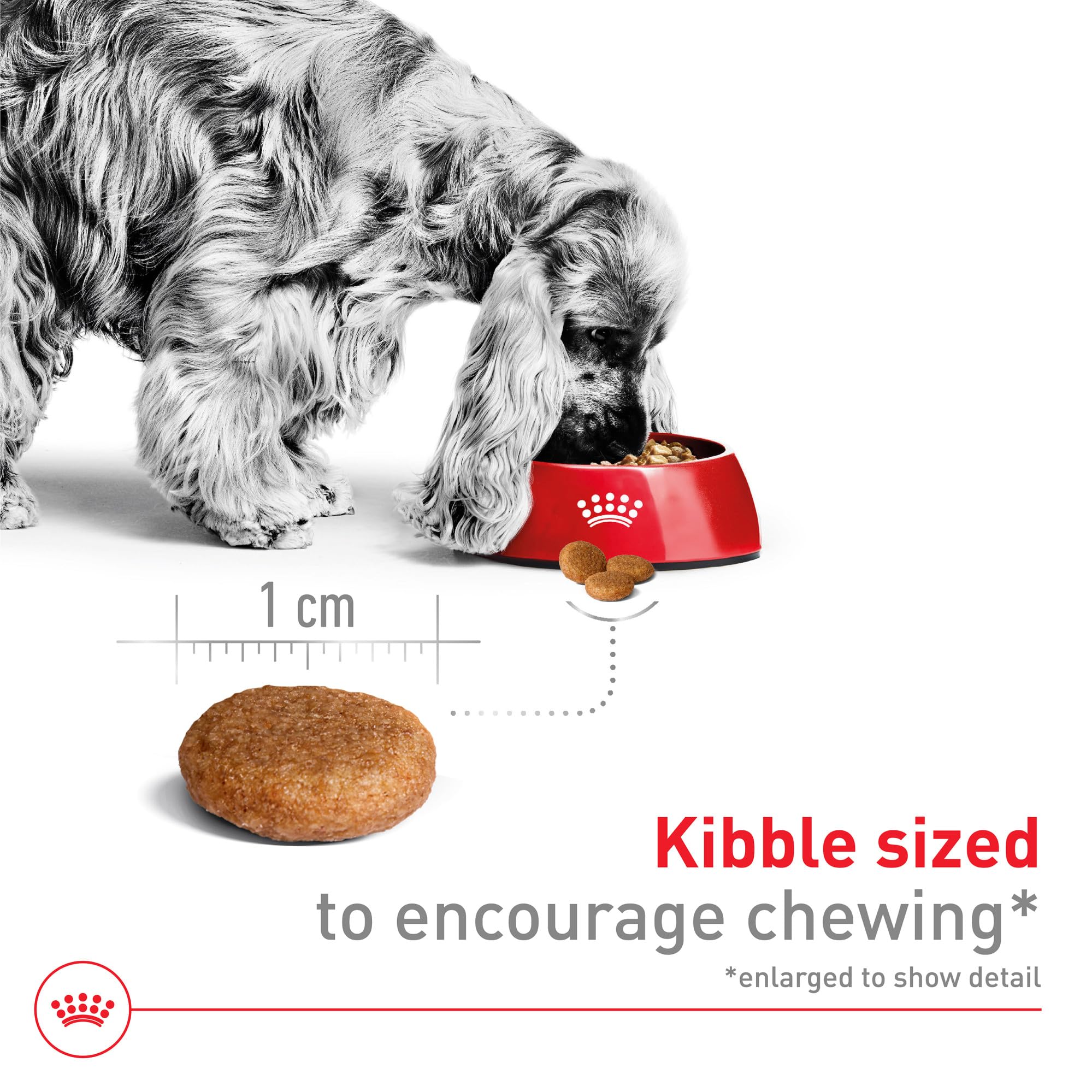 ROYAL CANIN détail de la croquette illustrant la croquant pour une mastication saine