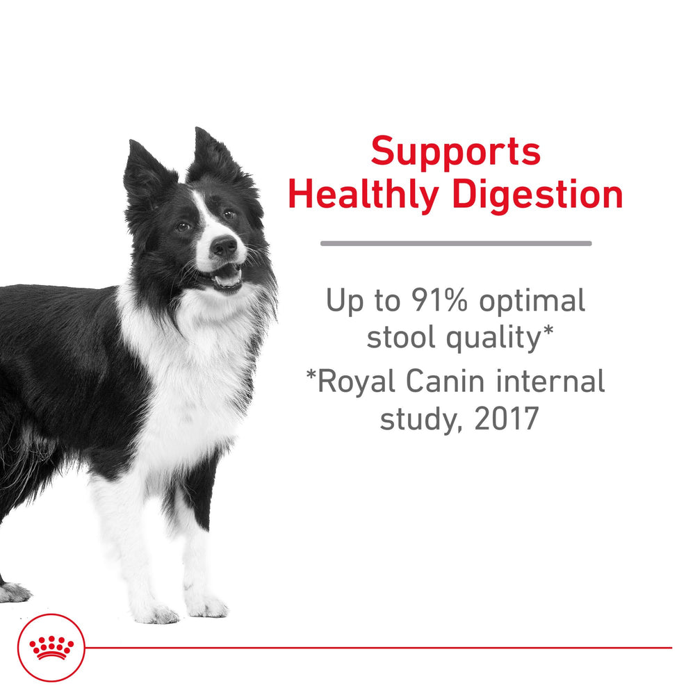 ROYAL CANIN croquettes dans la main pour échelle et portion adaptée chien moyen