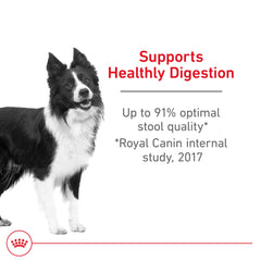 ROYAL CANIN croquettes dans la main pour échelle et portion adaptée chien moyen