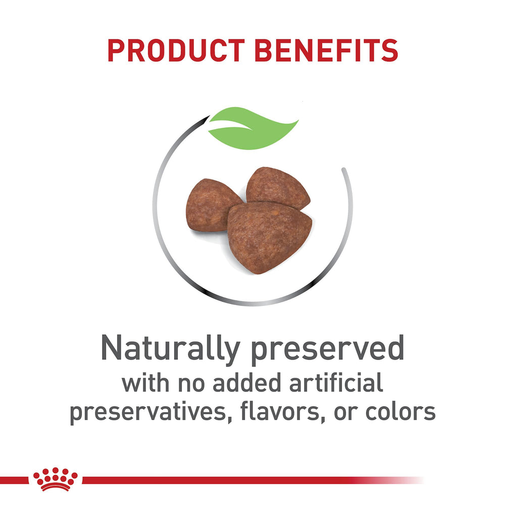 Royal Canin croquettes en main montrant taille adaptée aux mâchoires miniatures