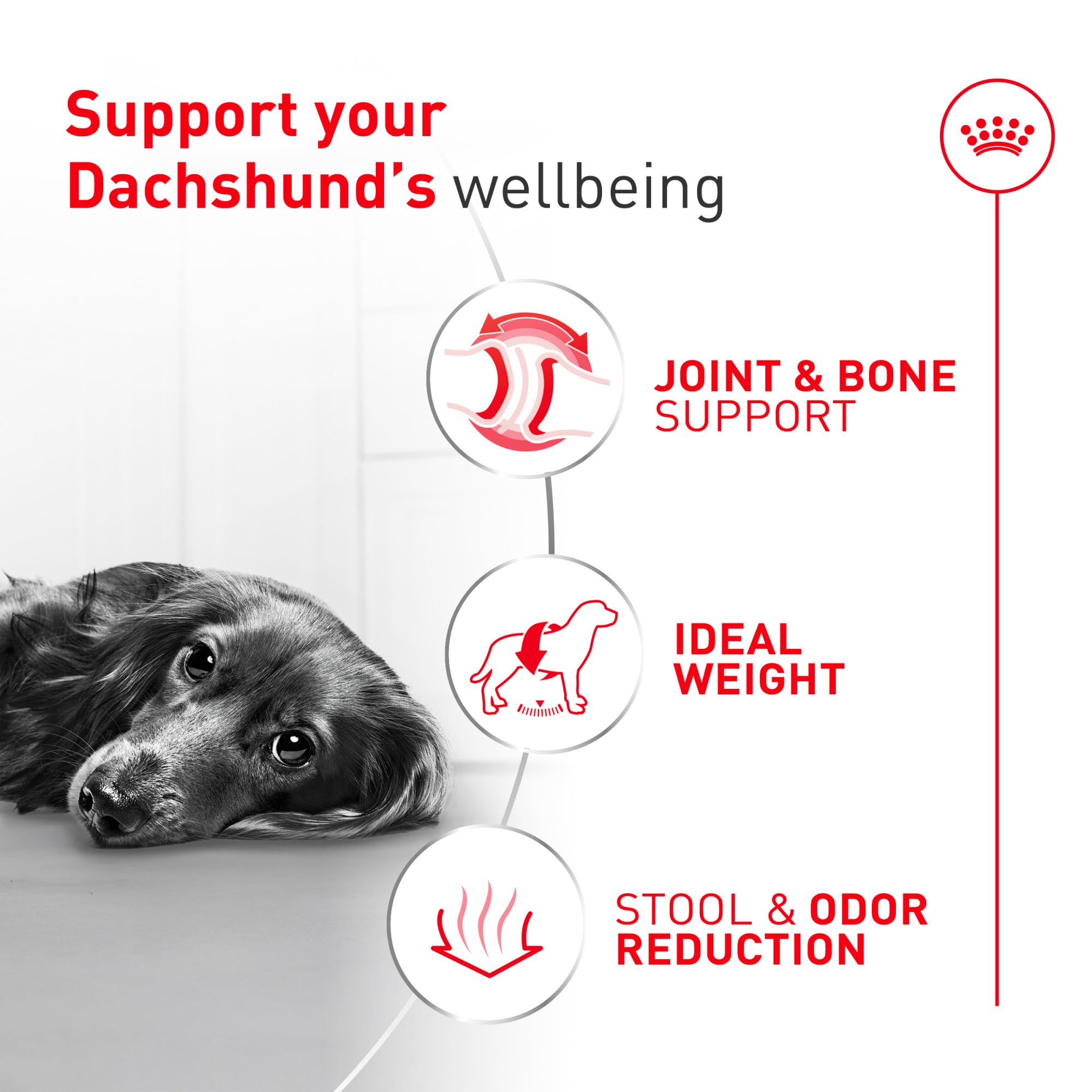 ROYAL CANIN gros plan étiquette ingrédients montrant transparence nutritionnelle