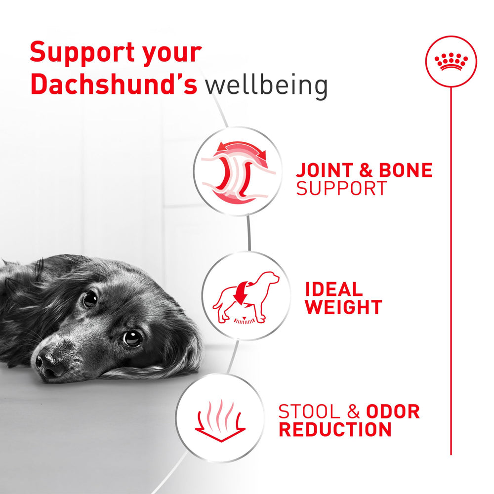 ROYAL CANIN gros plan étiquette ingrédients montrant transparence nutritionnelle