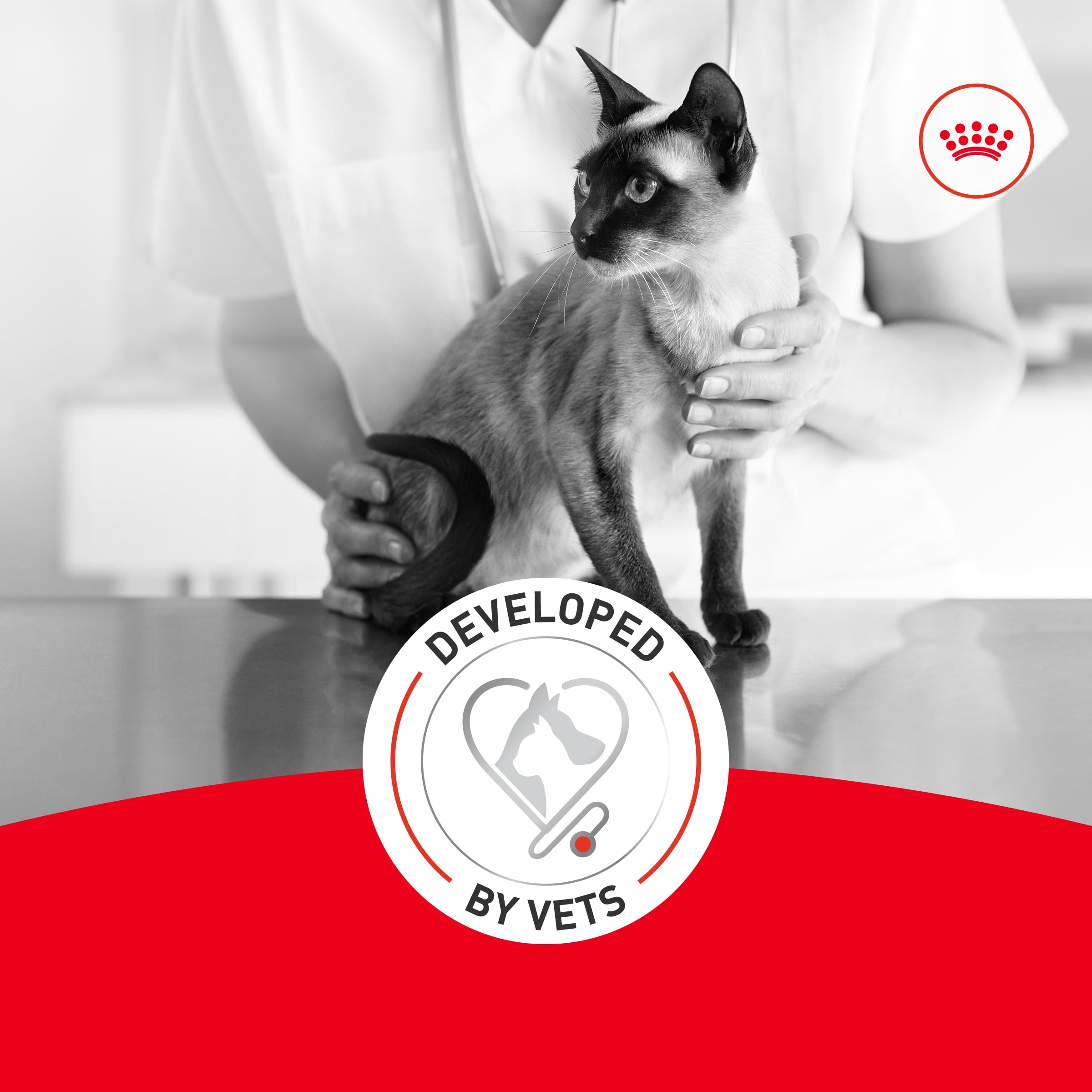 ROYAL CANIN texture onctueuse en gros plan pour appétence