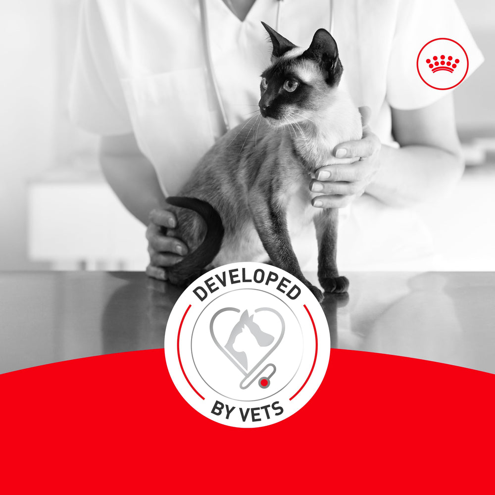 ROYAL CANIN texture onctueuse en gros plan pour appétence
