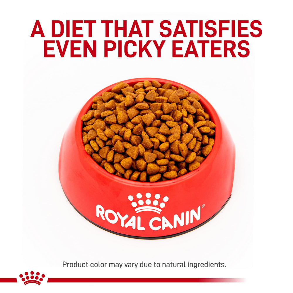 Royal Canin chiot mangeant montrant transition facilitée vers solide