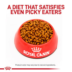Royal Canin chiot mangeant montrant transition facilitée vers solide