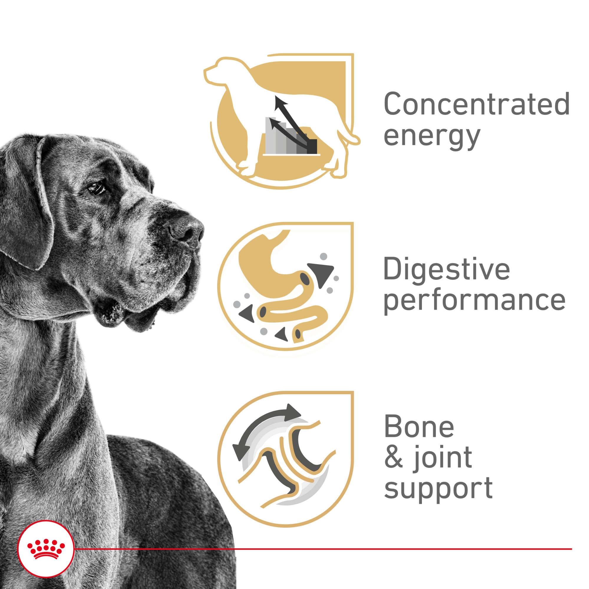 ROYAL CANIN croquette tenue dans la main montrant taille adaptée mâchoire
