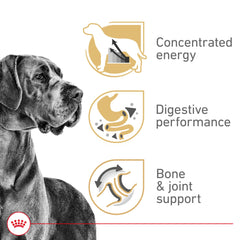 ROYAL CANIN croquette tenue dans la main montrant taille adaptée mâchoire