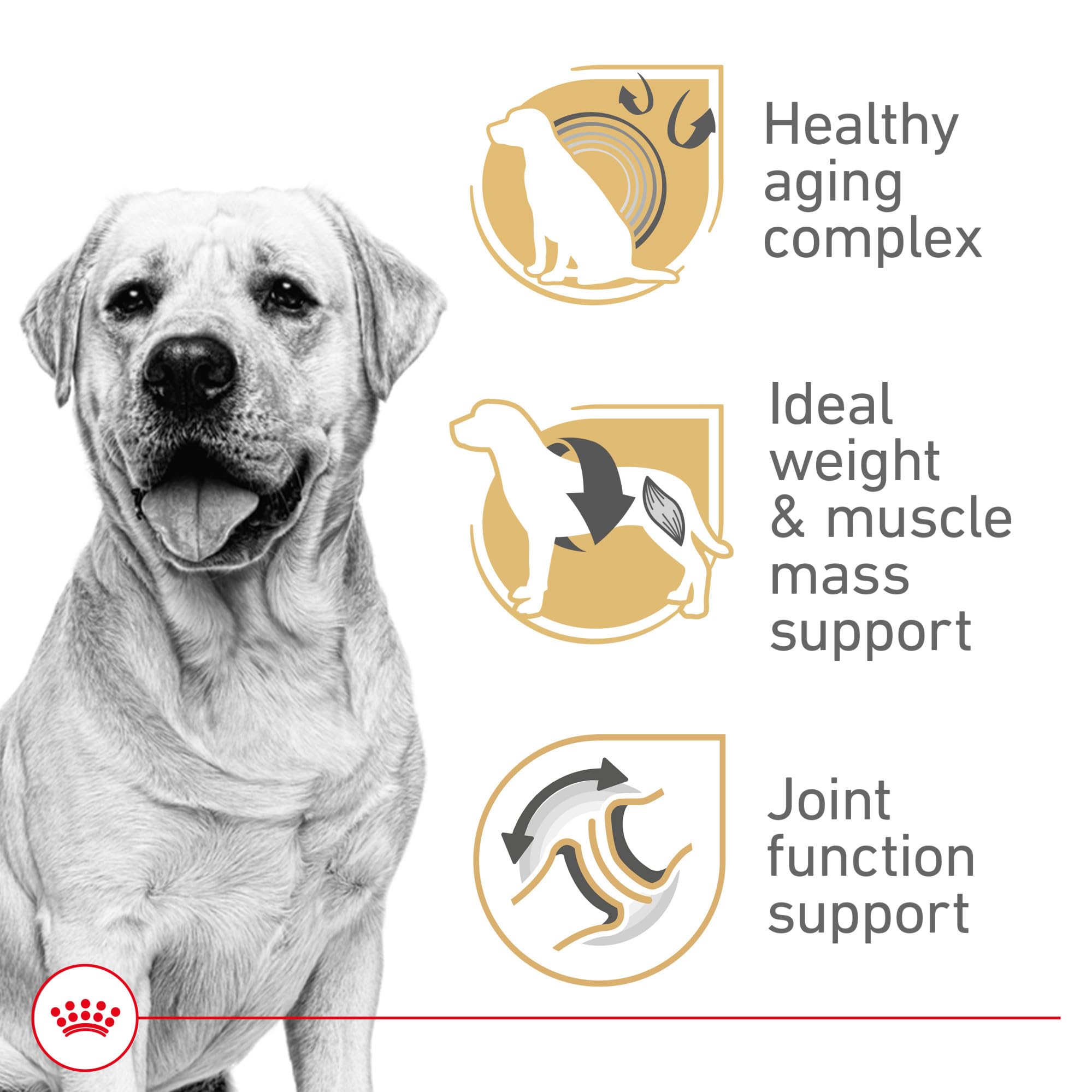 ROYAL CANIN gros plan croquette montrant texture pour mastication facilitée
