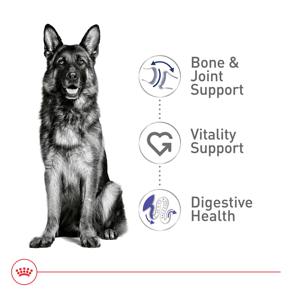 ROYAL CANIN gros plan croquette montrant texture croquante pour appétence