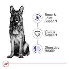 ROYAL CANIN gros plan croquette montrant texture croquante pour appétence