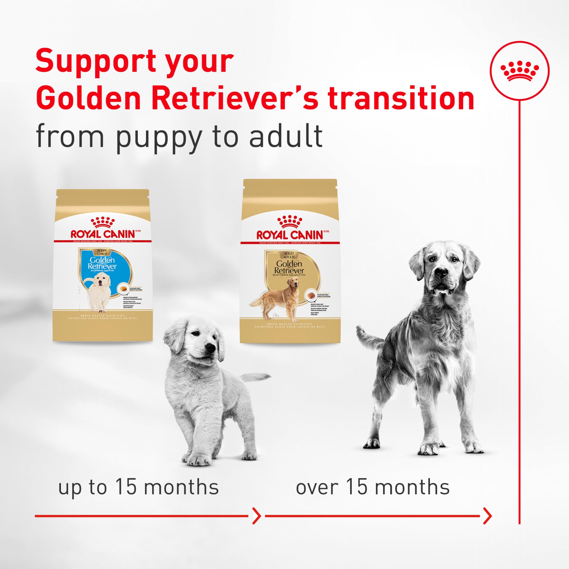 ROYAL CANIN main versant croquettes montrant contrôle de la ration