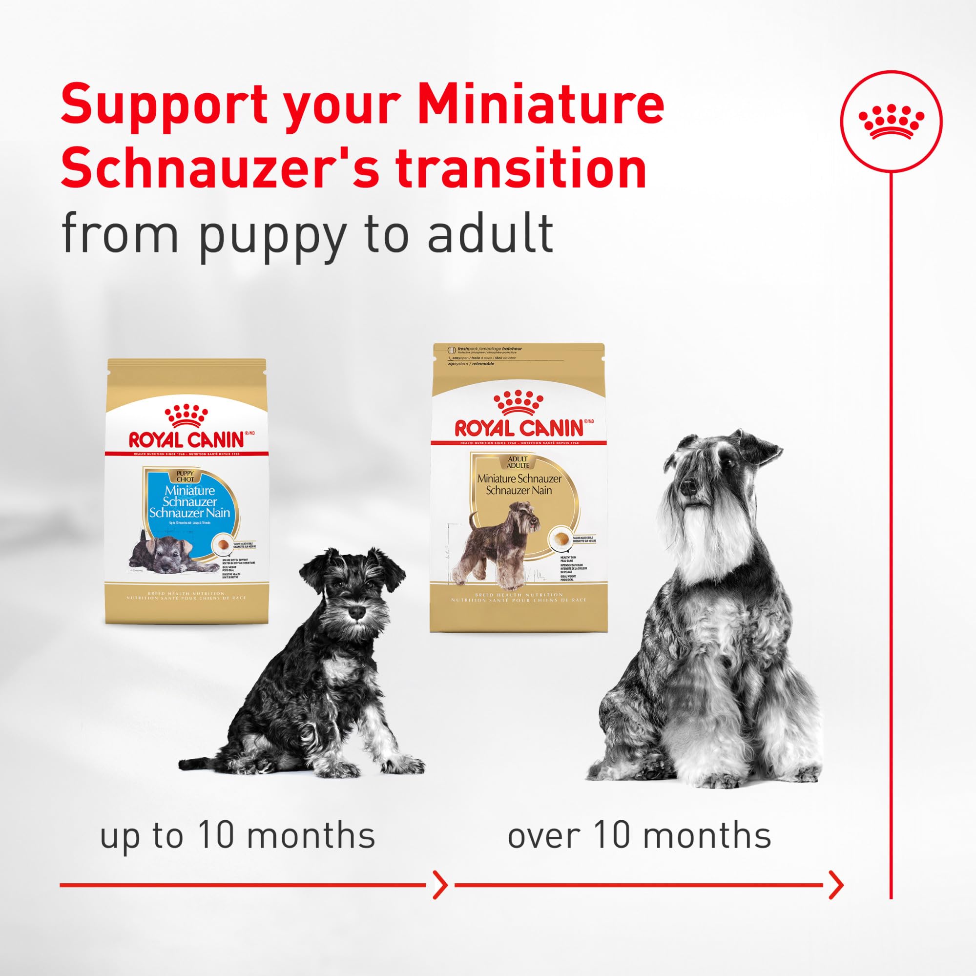 ROYAL CANIN bol plein de croquettes montrant portion pour repas équilibré