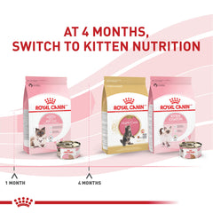 ROYAL CANIN gros plan sur la mousse ultra-douce montrant texture facile à manger