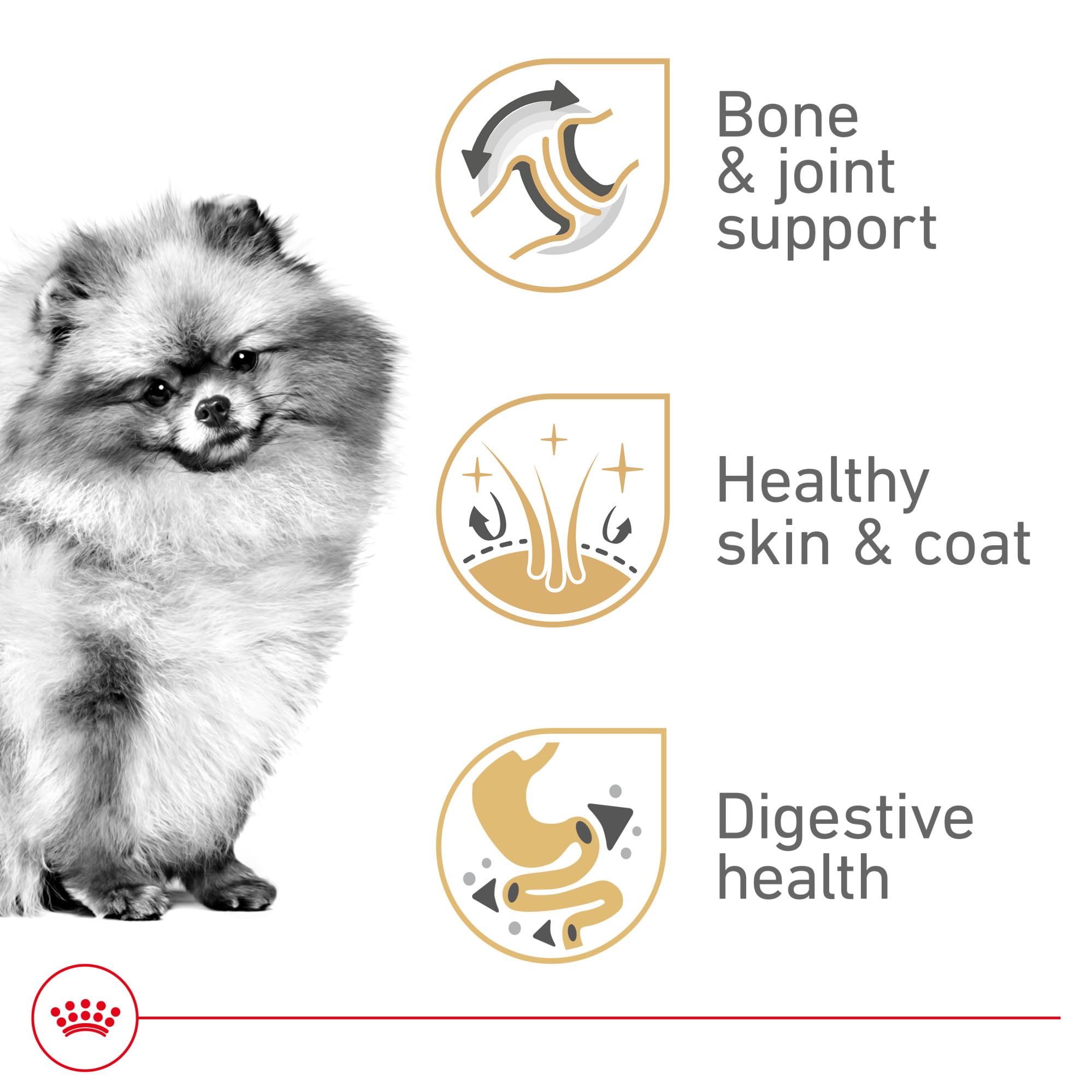 ROYAL CANIN chien pomeranian mangeant montrant appétence élevée