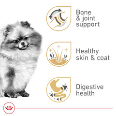 ROYAL CANIN chien pomeranian mangeant montrant appétence élevée