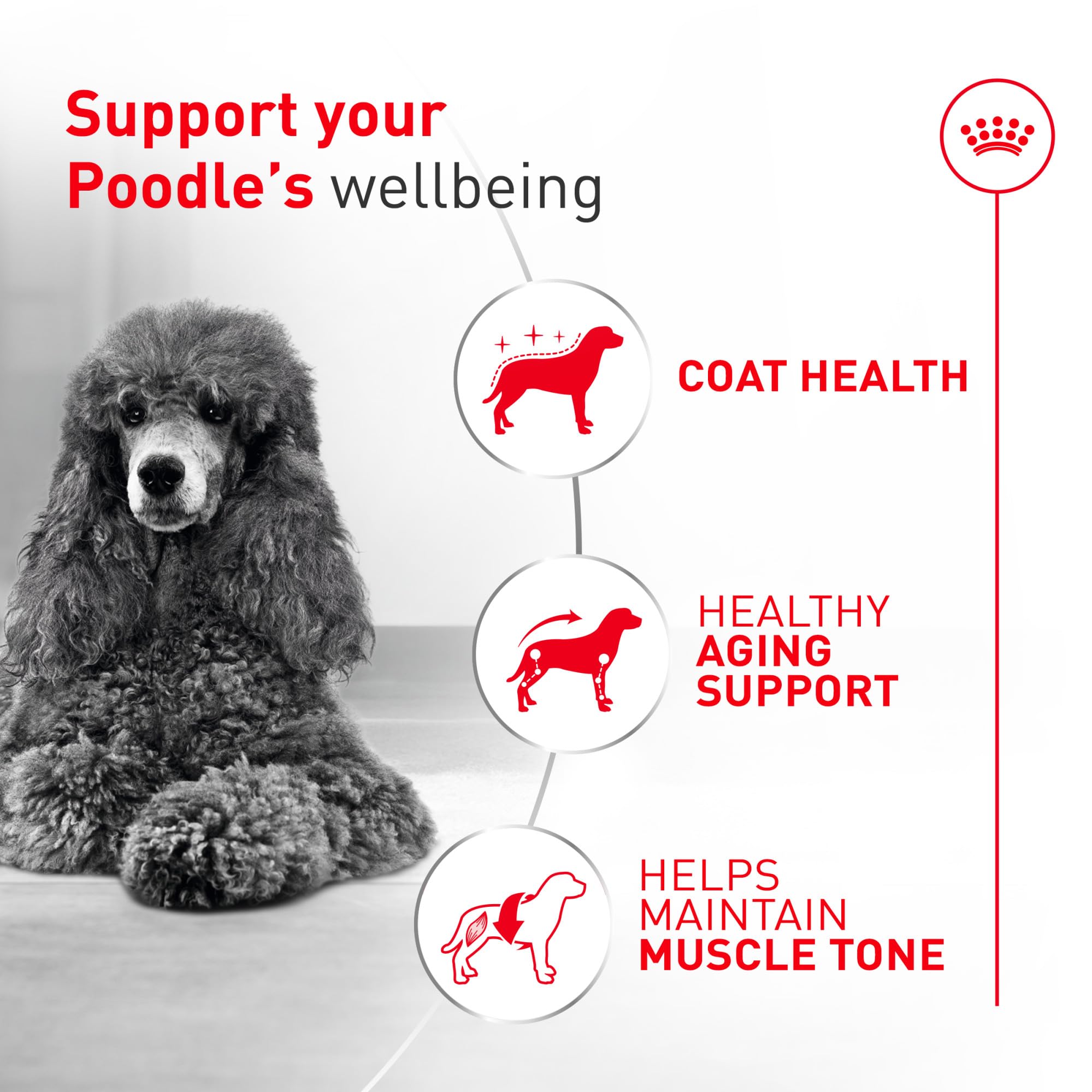 ROYAL CANIN sachet ouvert dévoilant le contenu frais et appétent pour votre caniche