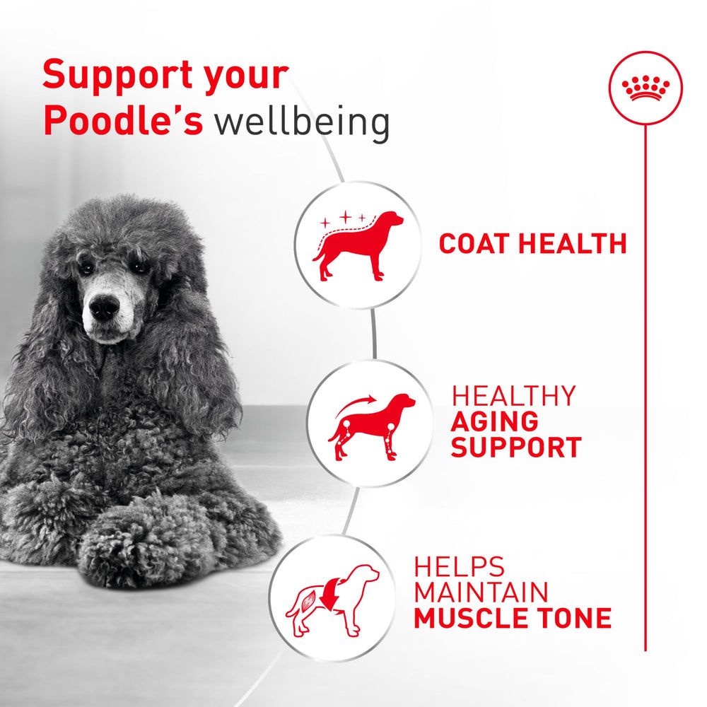 ROYAL CANIN sachet ouvert dévoilant le contenu frais et appétent pour votre caniche