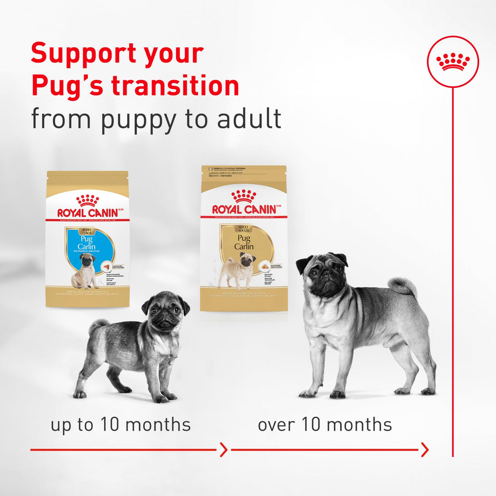 ROYAL CANIN carlin mangeant dans sa gamelle montrant appétence et ergonomie
