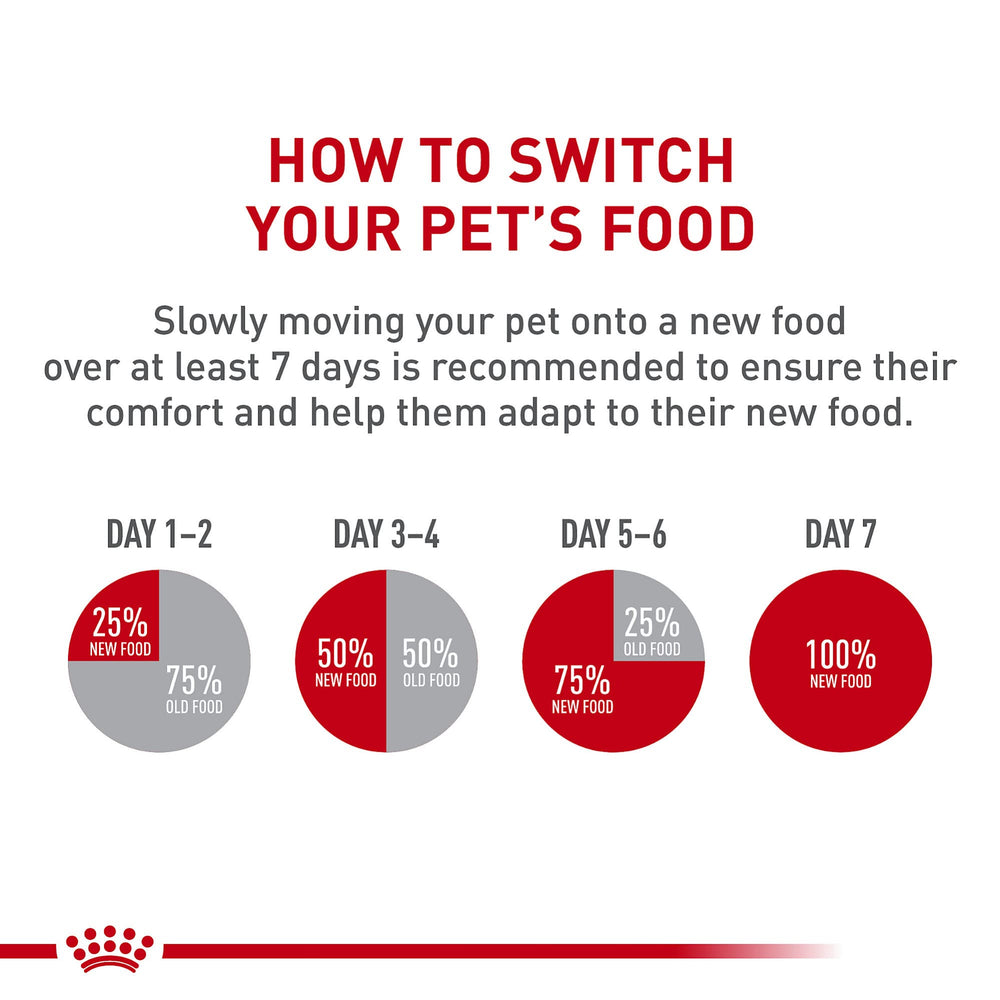 ROYAL CANIN chat consommant la pâtée montrant reprise d'appétit