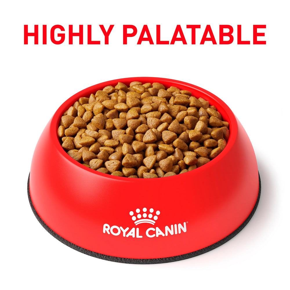 Royal Canin gros plan croquettes Renal Support F montrant texture appétente