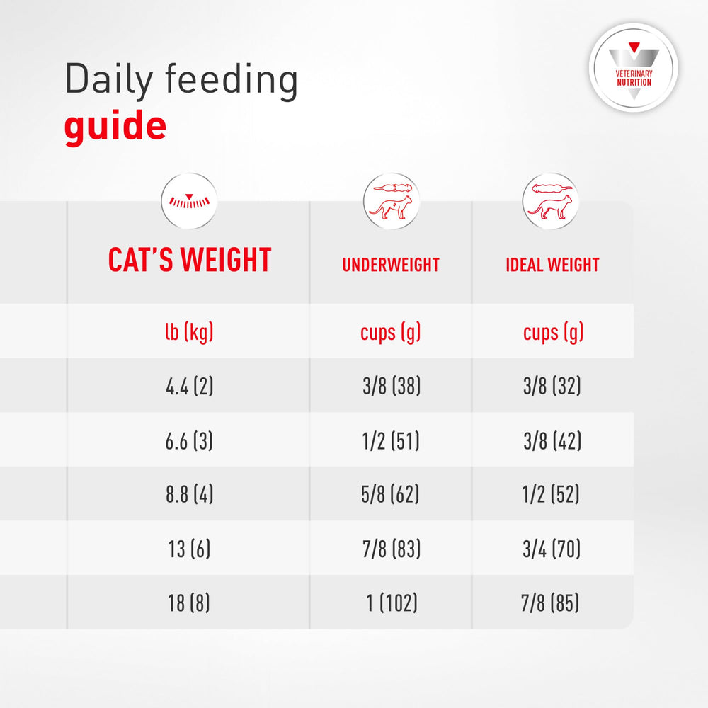 Royal Canin chat détendu près du sac Renal Support F en intérieur
