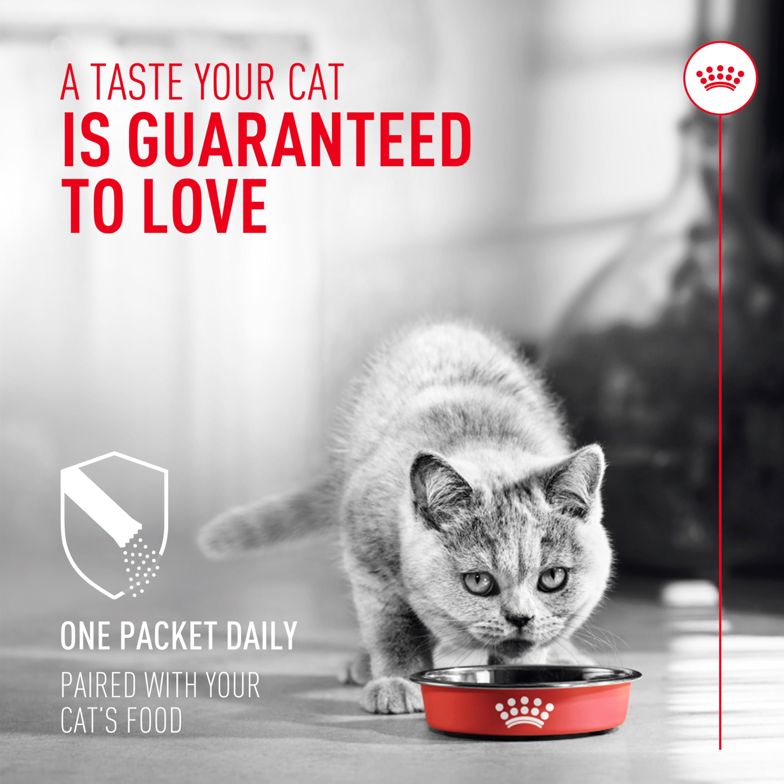 ROYAL CANIN sachet saupoudré sur croquettes pour soutien du microbiote