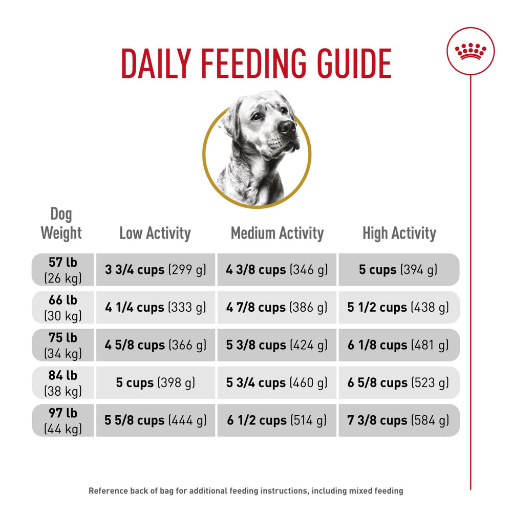 ROYAL CANIN Labrador actif en parc, alimentation soutenant vitalité