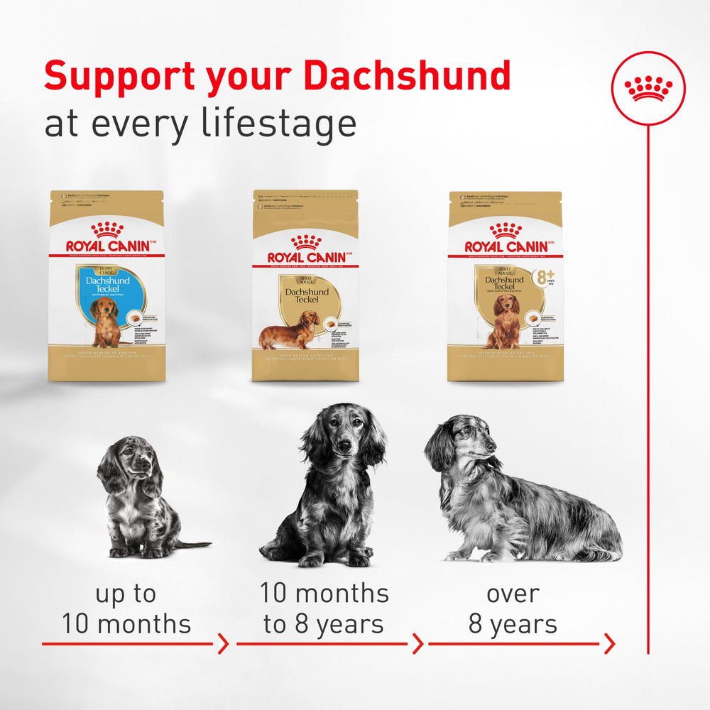 ROYAL CANIN teckel à la maison montre mobilité et qualité de vie