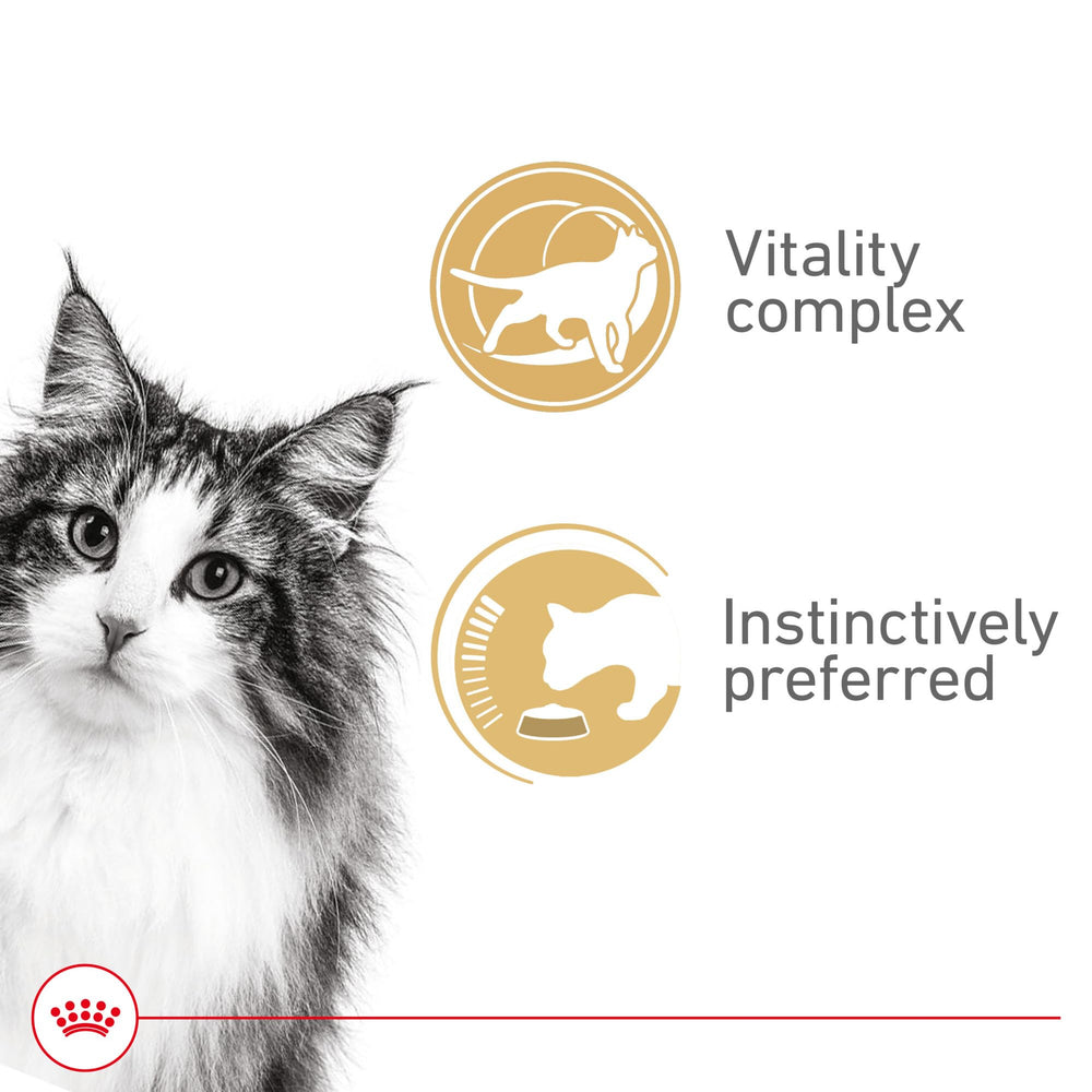 Royal Canin tranches gros plan montrant texture appétente et digestibilité