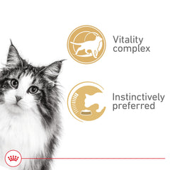 Royal Canin tranches gros plan montrant texture appétente et digestibilité