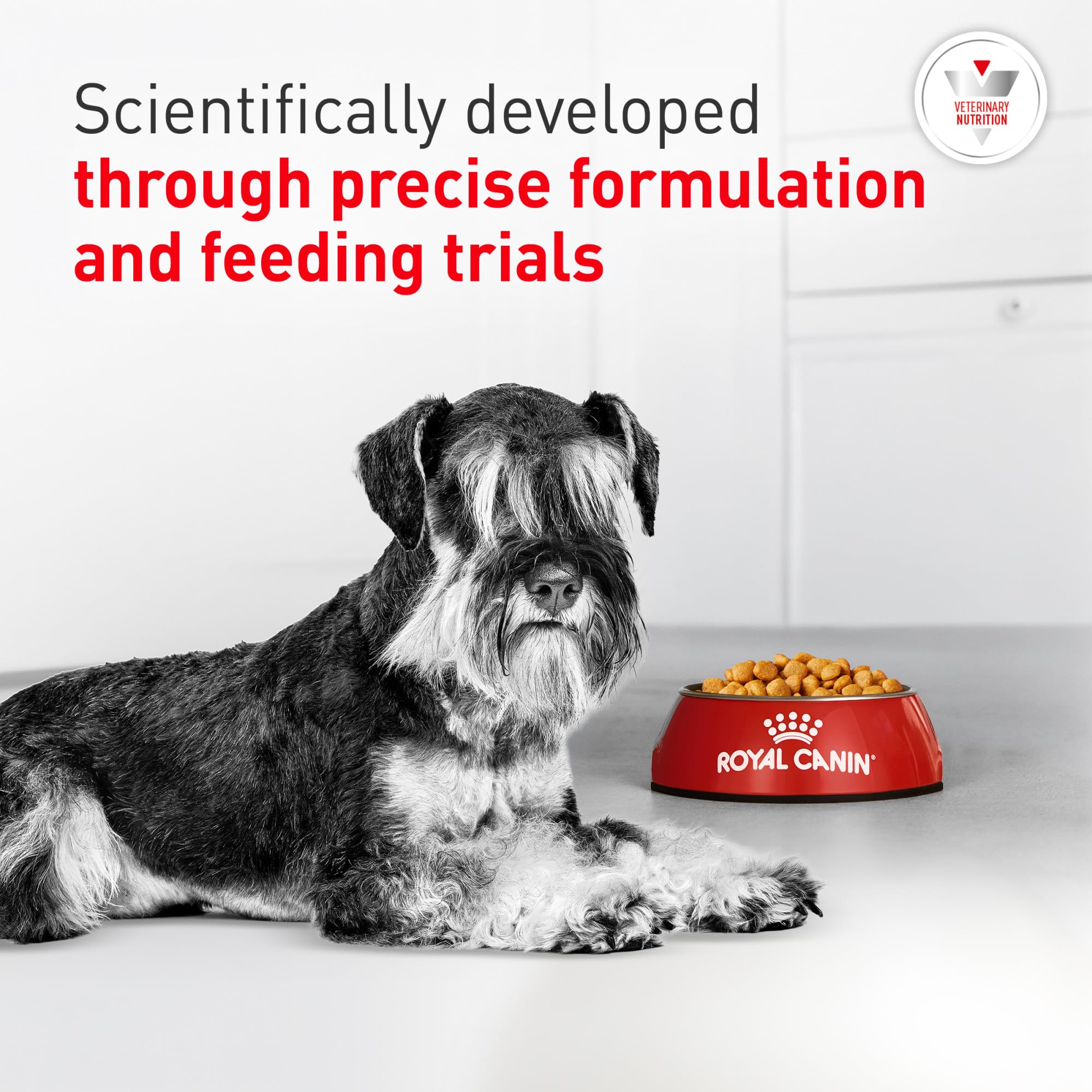Royal Canin bol servi avec croquettes Urinary SO pour appétence renforcée