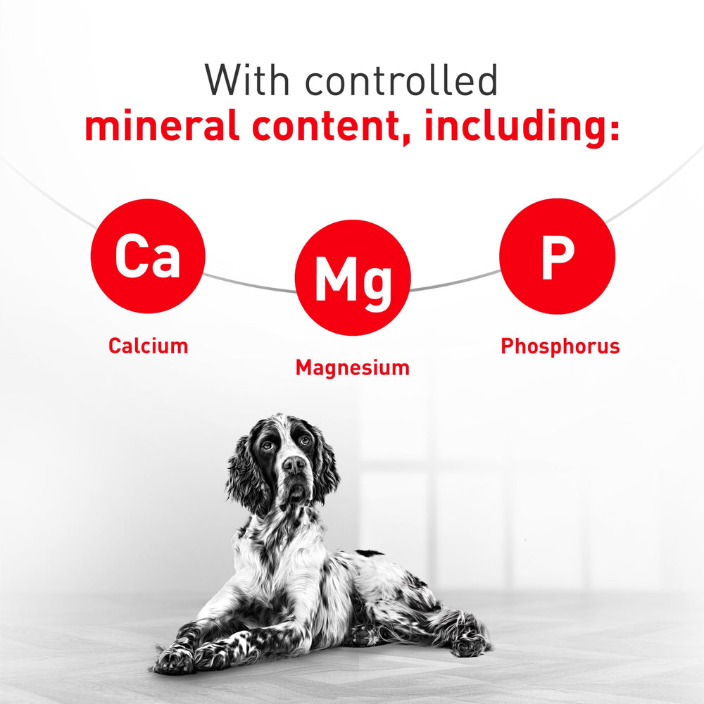 Royal Canin gros plan sur granulés montrant texture appétente et digestibilité