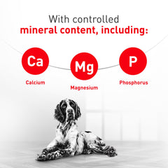 Royal Canin gros plan sur granulés montrant texture appétente et digestibilité