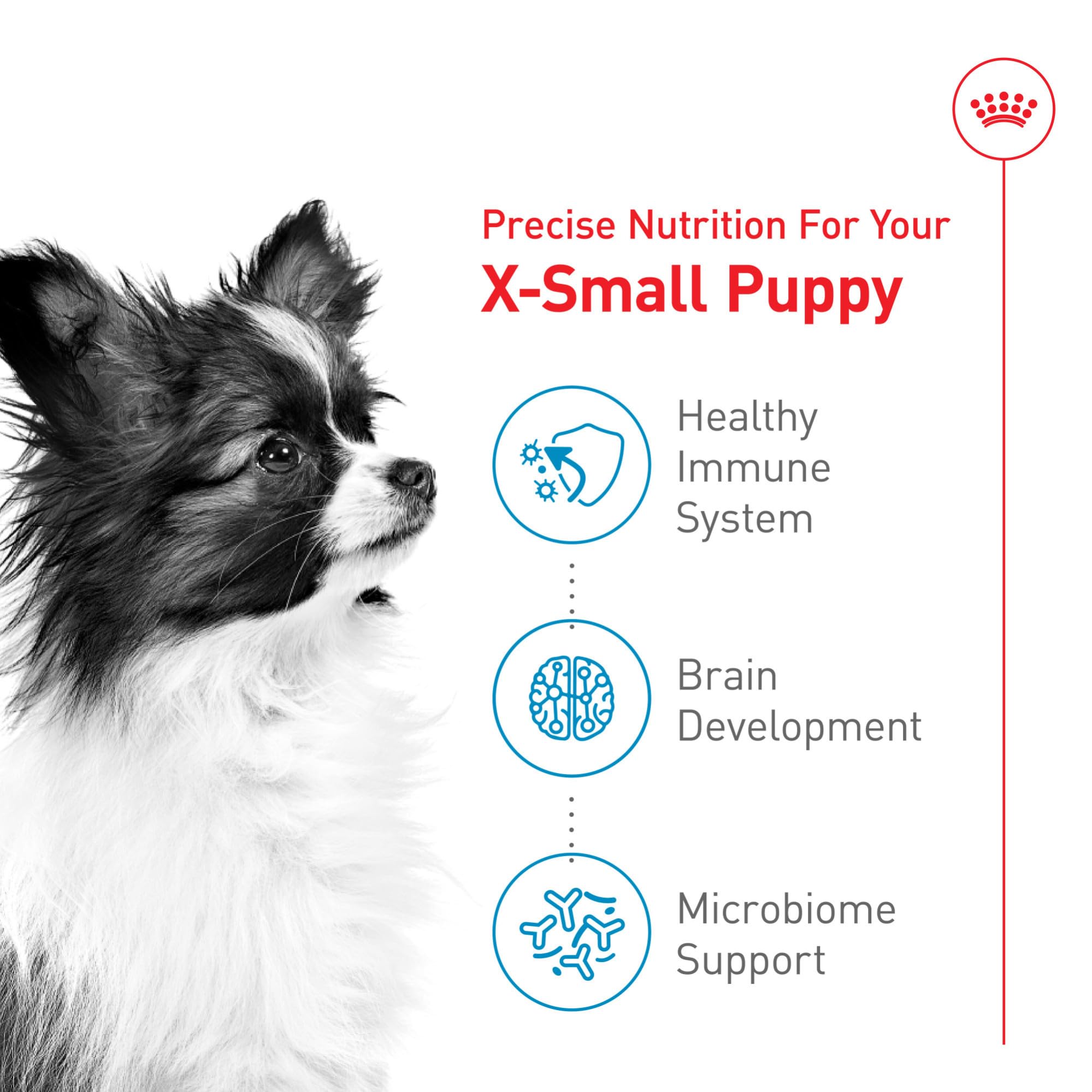 Chiot X-Small mange croquettes ROYAL CANIN montrant appétence et facilité de prise
