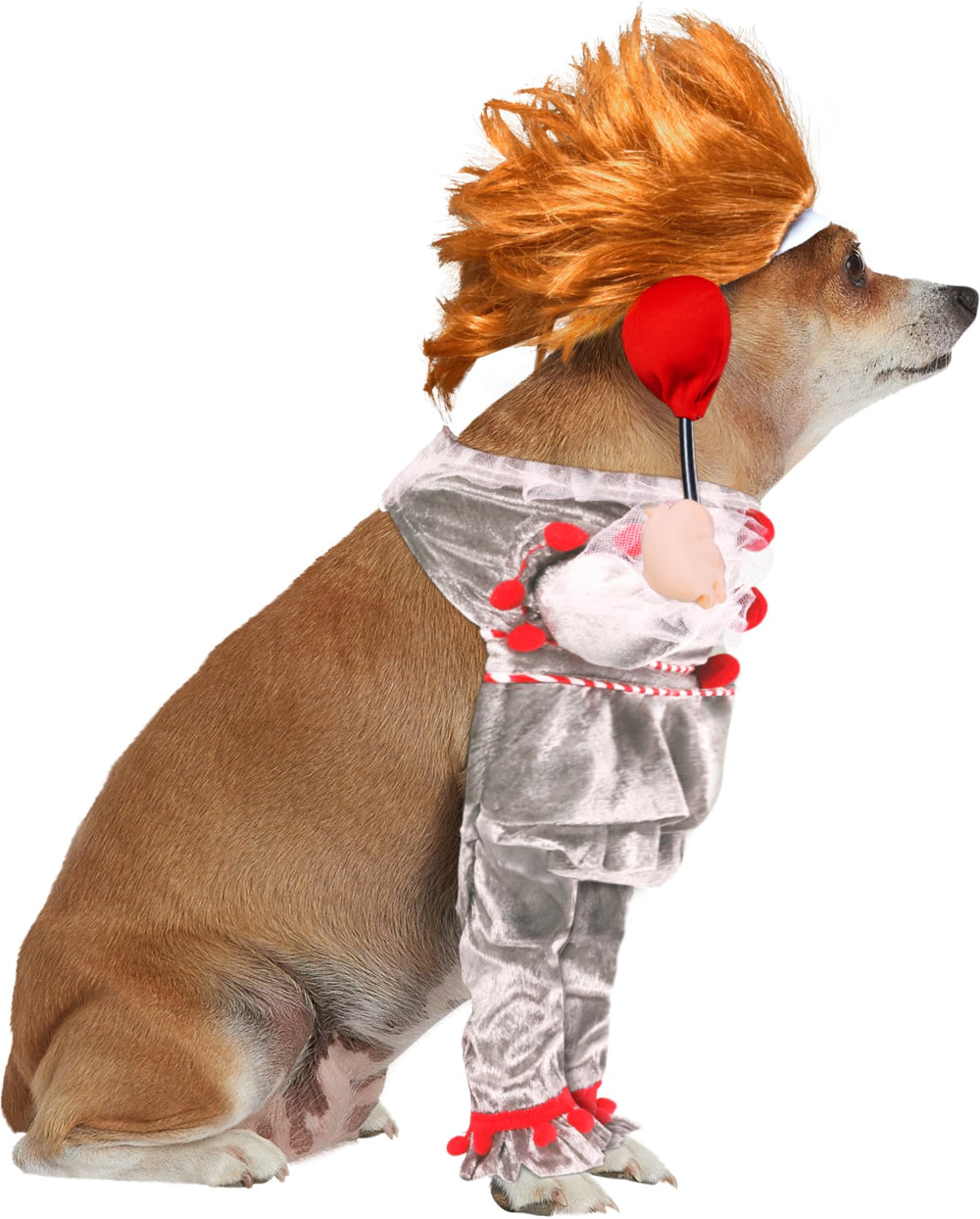 Rubies animal portant le costume en extérieur pour photos Halloween
