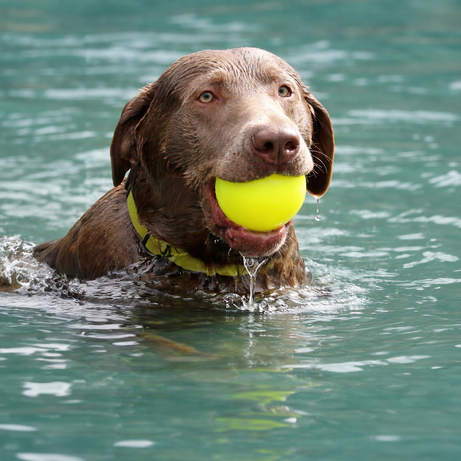 Ruff Dawg balle rincée après usage à la plage pour entretien simple