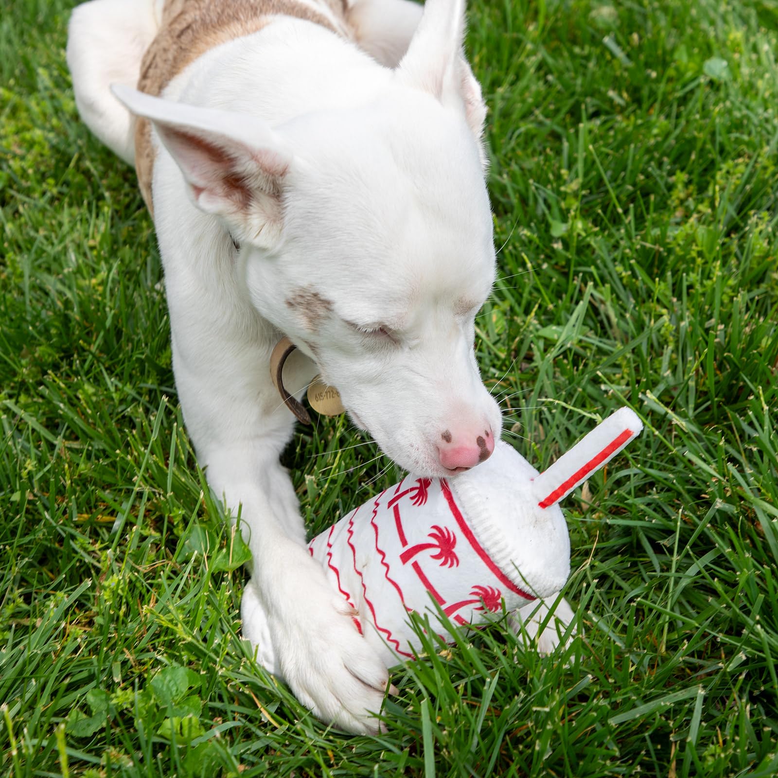 RUFF PUFF chien tenant le Palm Cup pour stimulation active