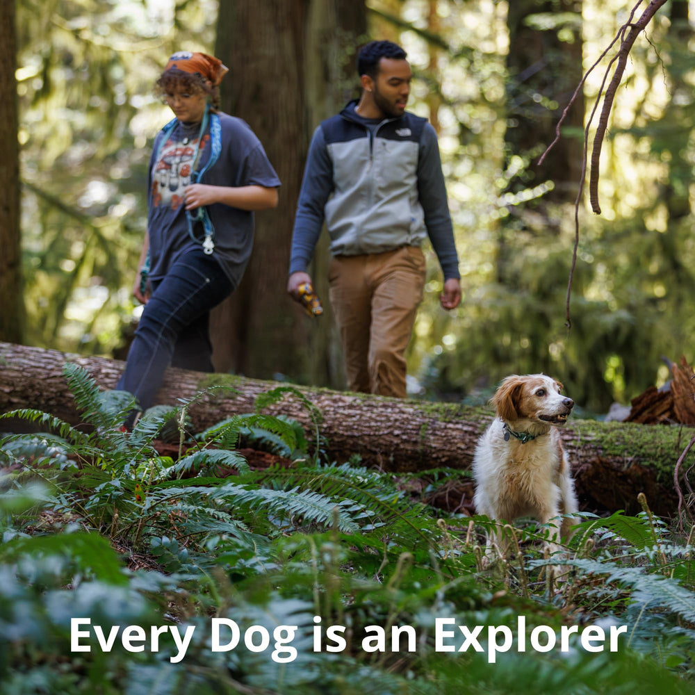 Ruffwear Crag EX scène de randonnée Alpine Dawn utilisée en extérieur active