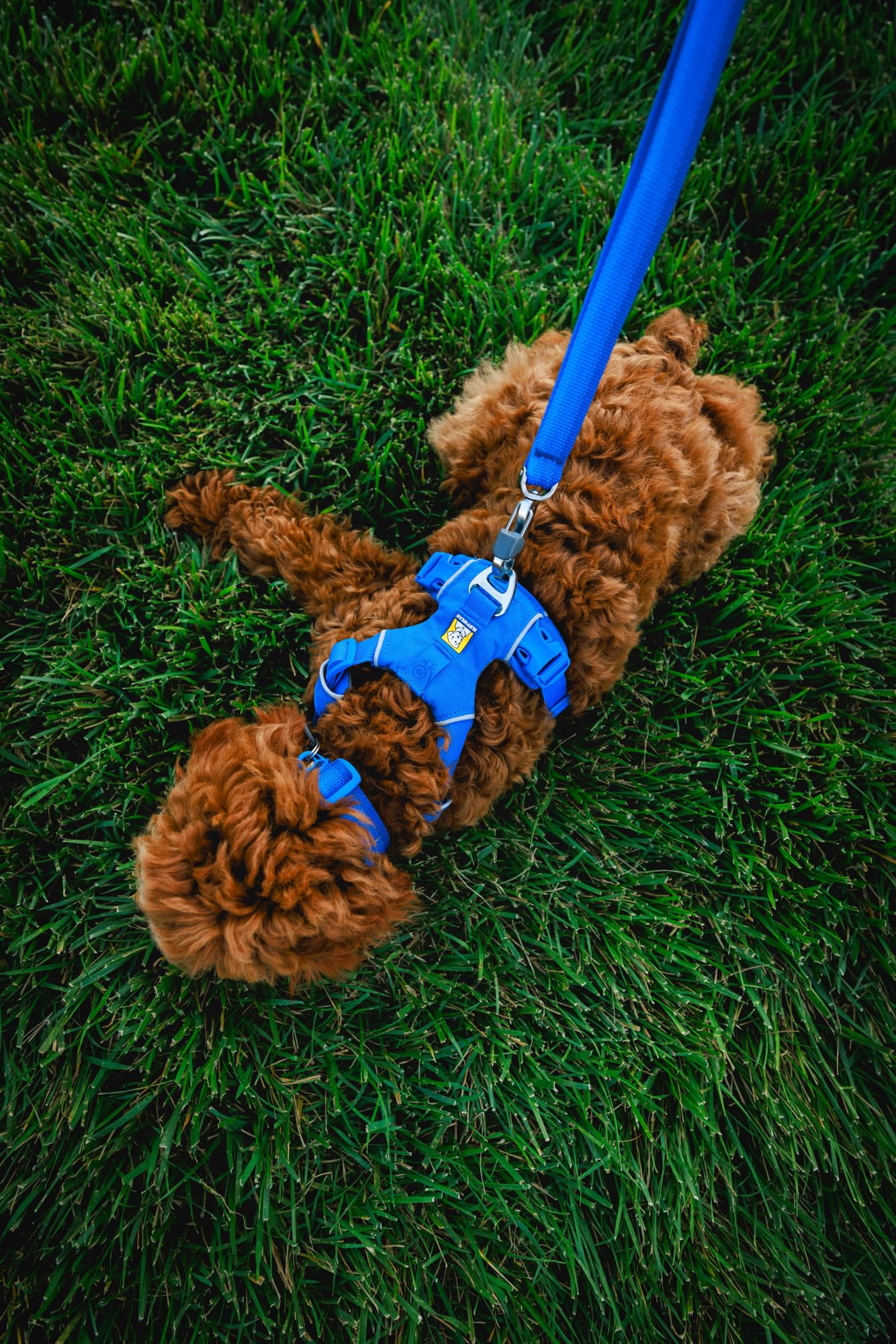 Ruffwear anneau aluminium, fixation robuste de la laisse résistante