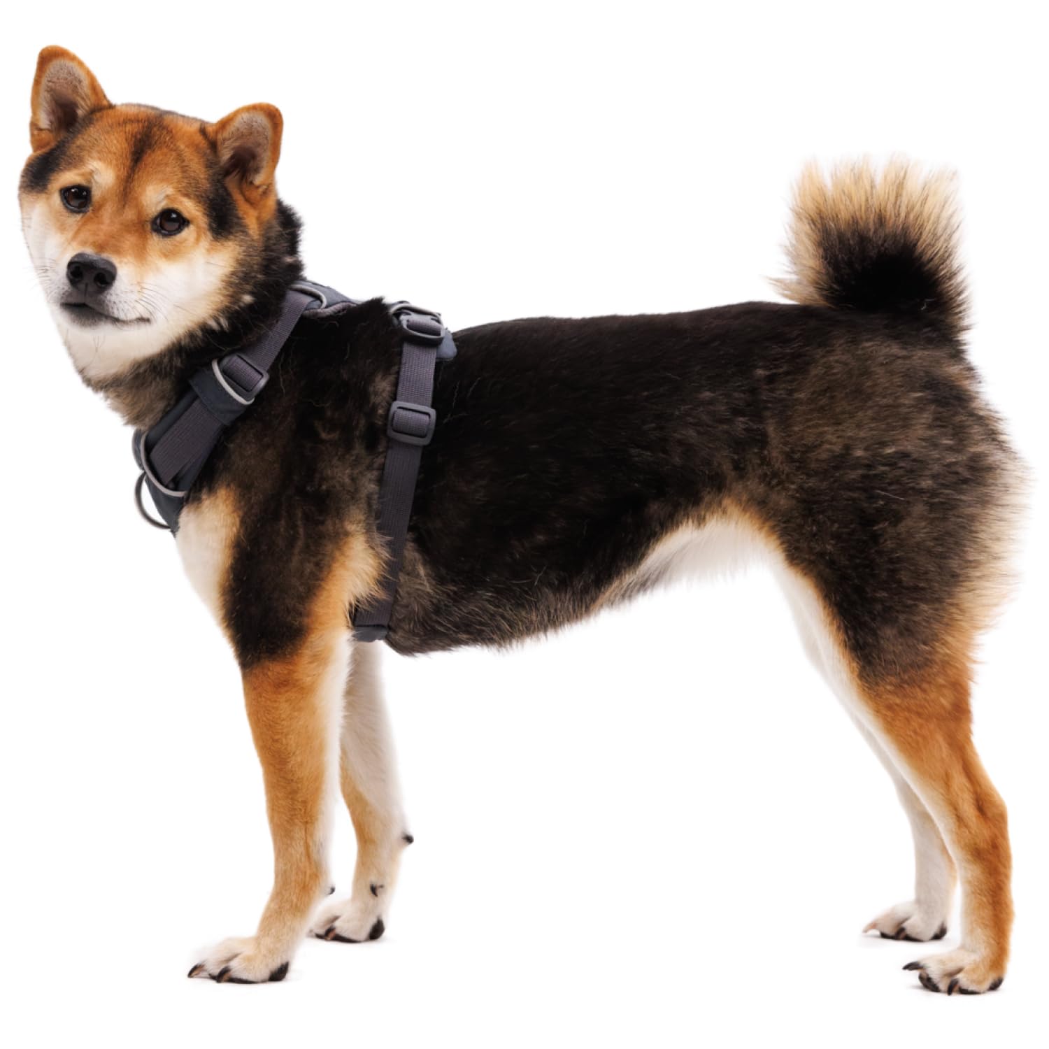 Ruffwear harnais Front Range bandes réfléchissantes augmentant la visibilité
