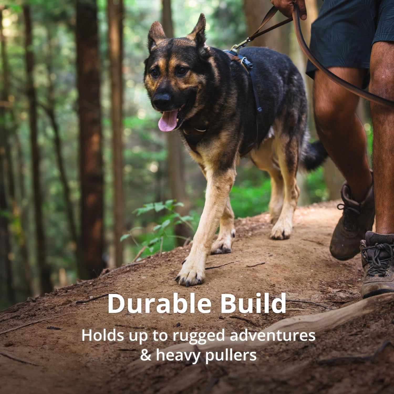 Ruffwear comparaison taille montrant échelle et proportion avec collier